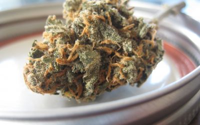 Ce que vous devriez savoir sur les bienfaits de la fleur de CBD