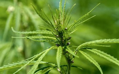 Les fleurs de CBD et leurs vertus