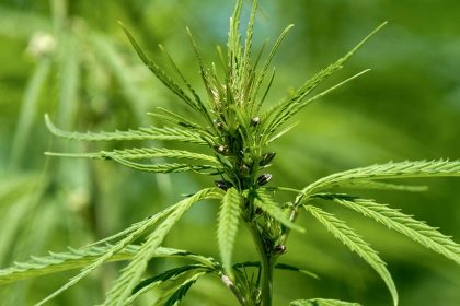 CBD